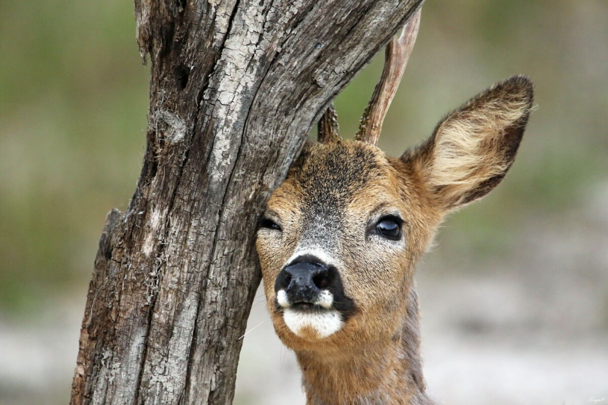 Closeup portrait of a Siberian roe deer leaning on the tree trunk